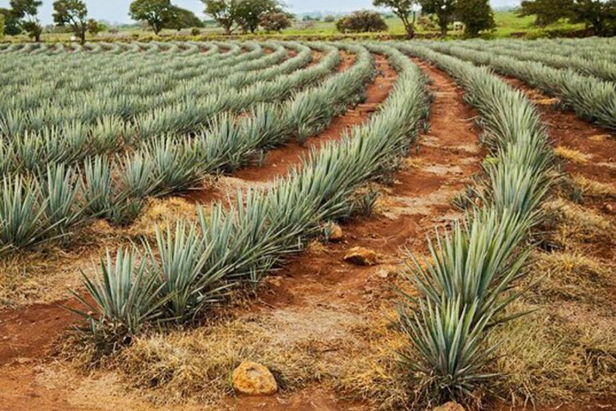 Exploring Beyond Tequila by Vallarta Natours is the perfect workshop for those who enjoy good drink and fun.