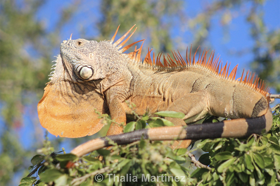 Hike and Snorkel Tour – Iguana Spotted in Puerto Vallarta Jungle