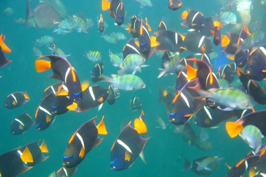 Snorkeling Tour Los Arcos – Colorful Tropical Fish in Puerto Vallarta