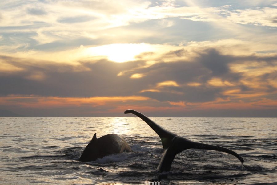 puerto vallarta sunset at sea Natours