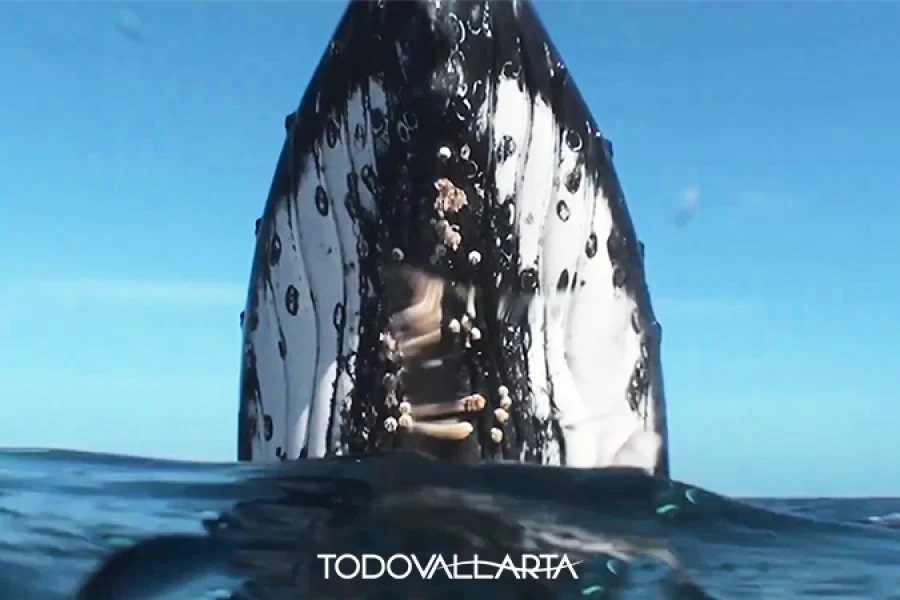 Whale Watching Adventure – Marine Experts Onboard