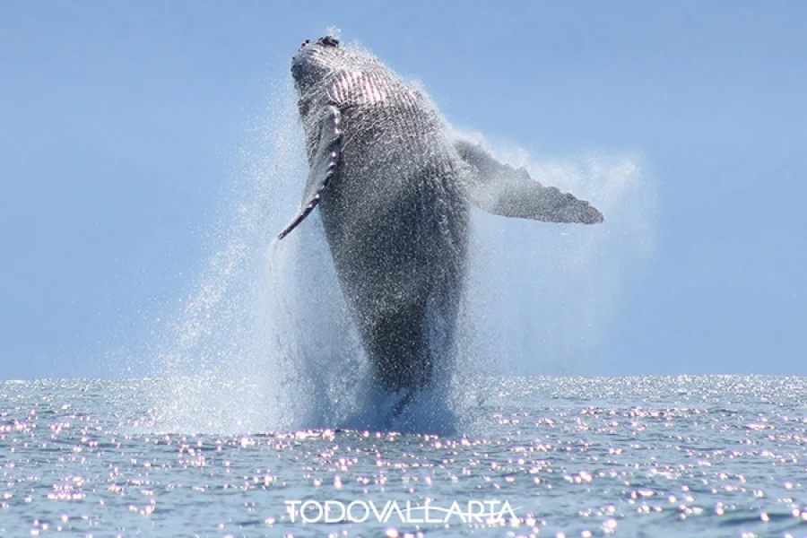 Whales and Dolphin Adventure – Whale Breach Against Blue Sky