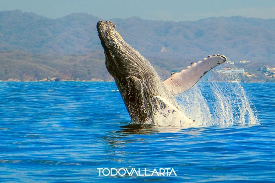Whale Watching Photo Safari – Majestic Humpback Whale Breach