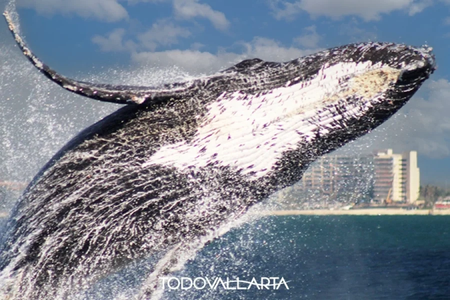 Whale Watching Vallarta Natours – Majestic Humpback Whale in Banderas Bay