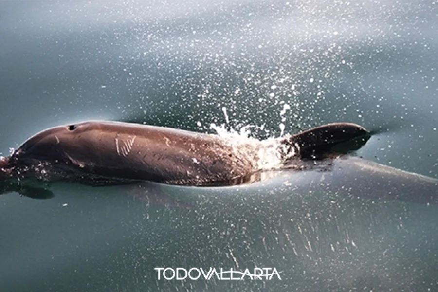 Wild Dolphin Swim in Puerto Vallarta – An Unforgettable Experience Experience the thrill of a wild dolphin swim in Puerto Vallarta, where you can encounter these intelligent marine mammals in their natural environment. Unlike captive dolphin experiences, this tour focuses on responsible wildlife interactions, giving you the chance to swim alongside wild dolphins in the open waters of Banderas Bay. Led by marine biologists, this tour provides a respectful and eco-conscious approach to dolphin encounters while promoting marine conservation. The base charter is 4 hours for up to 6 passengers. You can add up to 4 more for an additional fee Why Choose a Wild Dolphin Swim in Puerto Vallarta? Puerto Vallarta’s waters are home to pods of bottlenose dolphins, offering a rare opportunity to observe and interact with them in their natural habitat. This small-group tour ensures a low-impact and sustainable approach while allowing participants to witness these fascinating creatures up close. ✔ Ethical and eco-friendly dolphin encounters ✔ Guided by marine biologists and conservation experts ✔ Chance to swim with wild dolphins in Banderas Bay ✔ Learn about dolphin behavior and marine conservation efforts ✔ Possible sightings of sea turtles, manta rays, and whales (seasonal) What to Expect on This Dolphin Swim Tour? Your adventure begins with a scenic boat ride into the bay, where the guides will locate wild dolphin pods. When conditions allow, you may slip into the water and have a truly magical moment—swimming alongside wild dolphins in the open ocean. Throughout the tour, marine biologists will provide insights into dolphin behavior, communication, and conservation. Book Your Eco Adventure Today! This memorable activity in Puerto Vallarta is a must-do experience for nature lovers and adventure seekers. Book now to secure your spot and enjoy an unforgettable marine encounter in Banderas Bay.