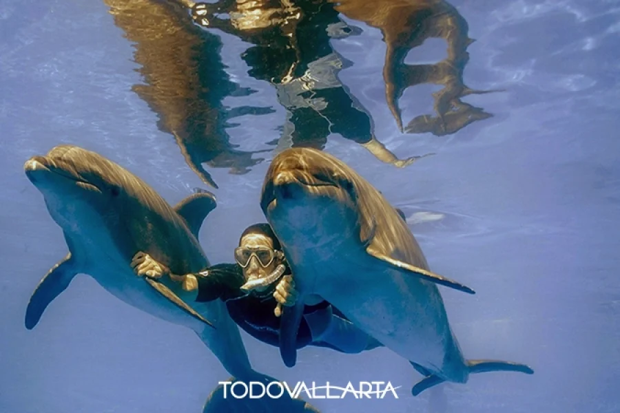 Person holding two dolphins underwater near the surface