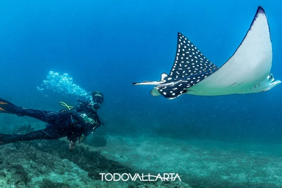 Scuba Diving Las Caletas – Majestic Eagle Ray | Puerto Vallarta Activities