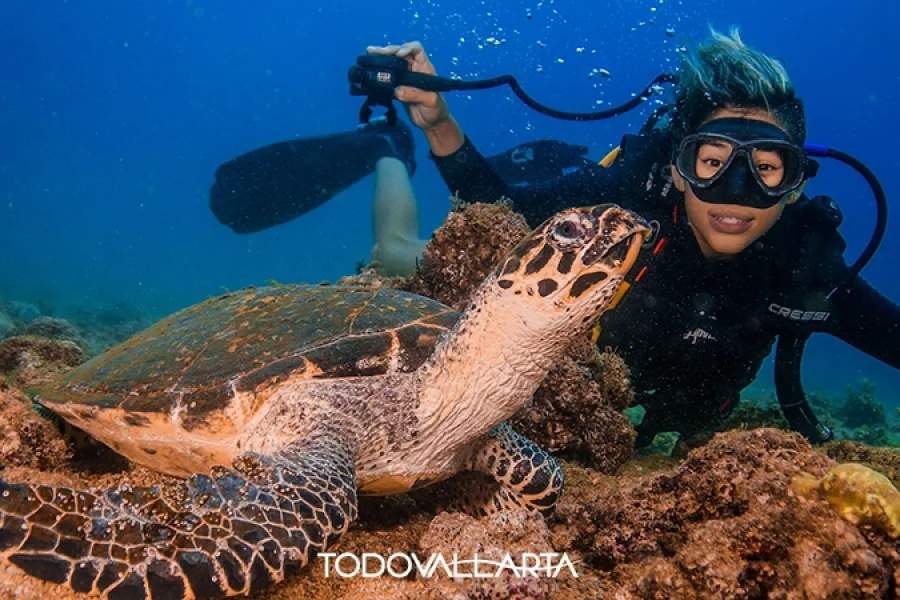 Scuba Diving El Morro – Diver and Sea Turtle